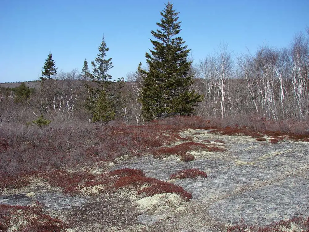 Open granite pavement in early spring, patched with red crowberry and pale reindeer lichen, a stand of leafless white birch and scattered black spruce behind, under a clear sky.