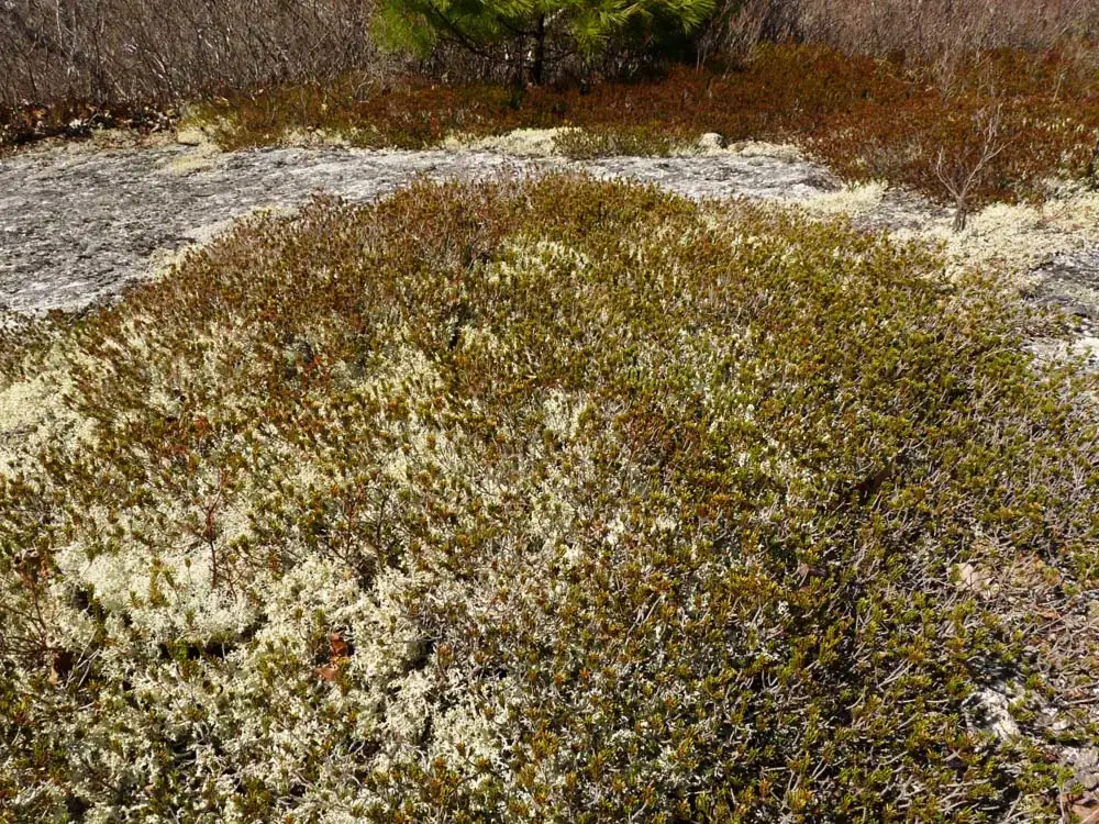 A low mat of broom crowberry spreading across open granite pavement, bordered by pale reindeer lichen, with leafless birch and a young pine behind it in early spring.