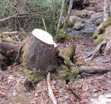 A large spruce trunk cut and rolled clear of the footpath, sawdust still on the moss.