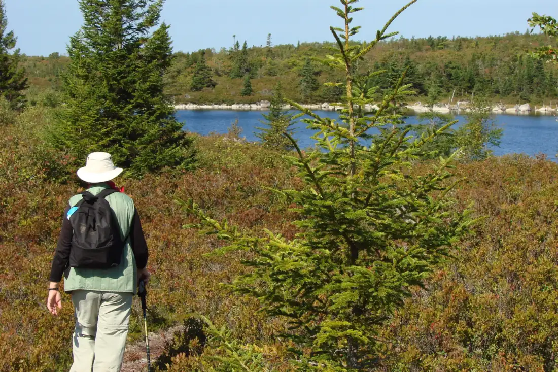 A lone hiker in a sun hat and daypack, seen from behind, walking a narrow path through waist-high heath towards a blue lake ringed with spruce.